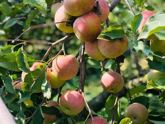 Centennial Farms and Orchards