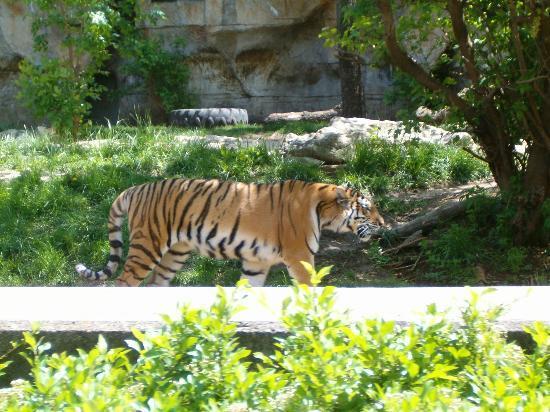 St. Louis Zoo